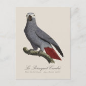 Le Perroquet Cendre - Illustration aus dem 19. Jah Postkarte (Vorderseite)