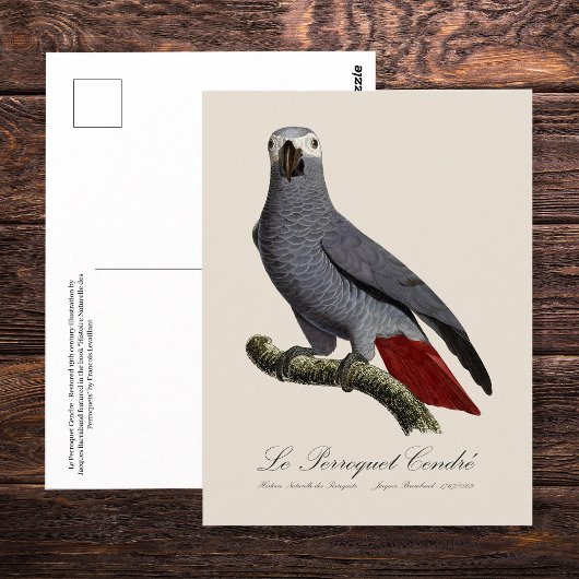 Le Perroquet Cendre - Illustration aus dem 19. Jah Postkarte