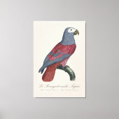 Le Perroquet cendre Tapire Leinwanddruck (Vorderseite)