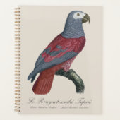 Le Perroquet cendre Tapire Planer (Vorderseite)