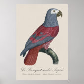 Le Perroquet cendre Tapire Poster (Vorne)