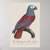 Le Perroquet cendre Tapire Poster (Vorne)