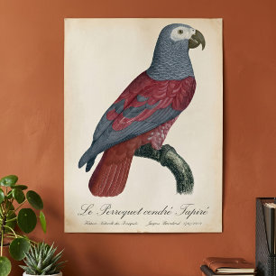 Le Perroquet cendre Tapire Poster