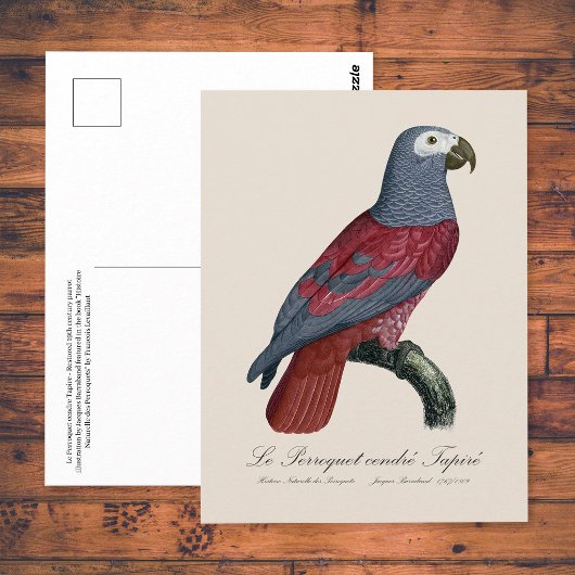Le Perroquet cendre Tapire Postkarte