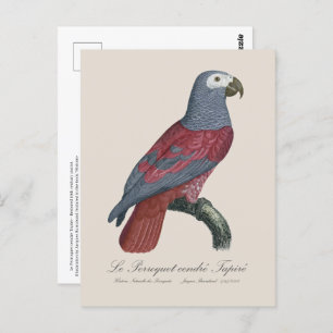 Le Perroquet cendre Tapire Postkarte