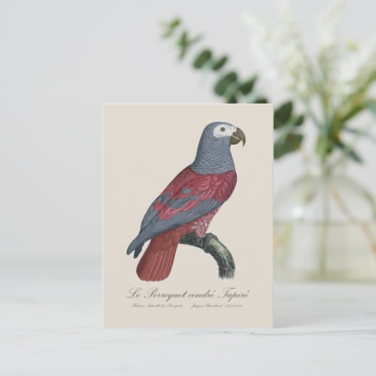 Le Perroquet cendre Tapire Postkarte (Stehend Vorderseite)