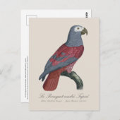 Le Perroquet cendre Tapire Postkarte (Vorne/Hinten)