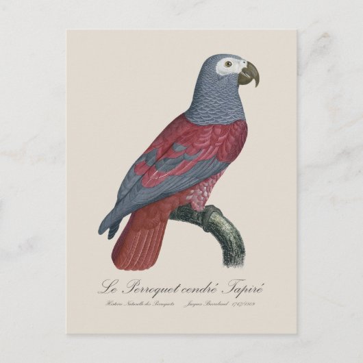 Le Perroquet cendre Tapire Postkarte (Vorderseite)