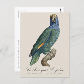 Le Perroquet Dufrene / Blaupecker Amazon Postkarte