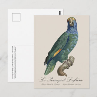 Le Perroquet Dufrene / Blaupecker Amazon Postkarte