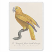 Le Perroquet Jaune ecaille de rouge Aufkleber (Vorderseite)