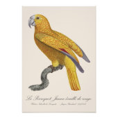Le Perroquet Jaune ecaille de rouge Fotodruck (Vorne)