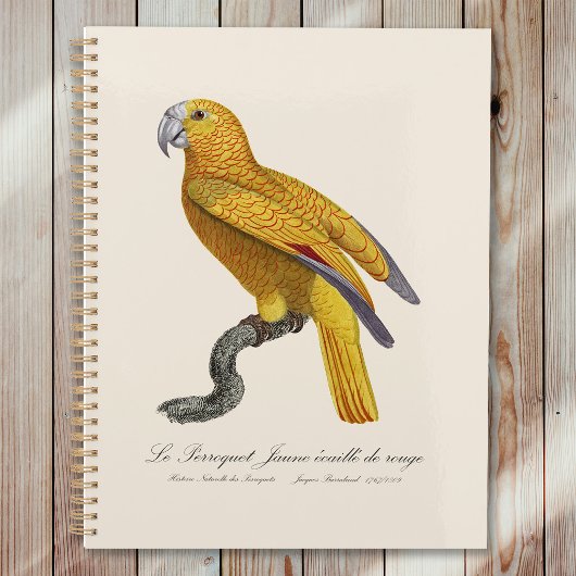 Le Perroquet Jaune ecaille de rouge Planer