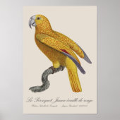 Le Perroquet Jaune ecaille de rouge Poster (Vorne)