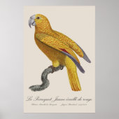 Le Perroquet Jaune ecaille de rouge Poster (Vorne)