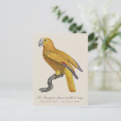 Le Perroquet Jaune ecaille de rouge Postkarte (Stehend Vorderseite)