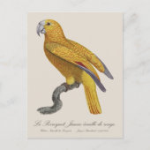 Le Perroquet Jaune ecaille de rouge Postkarte (Vorderseite)