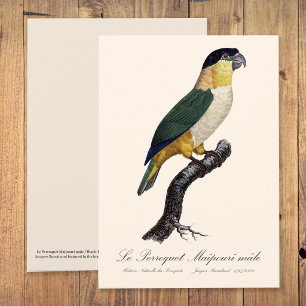 Le Perroquet Maipouri / Schwarzkopfpapagei Dankeskarte