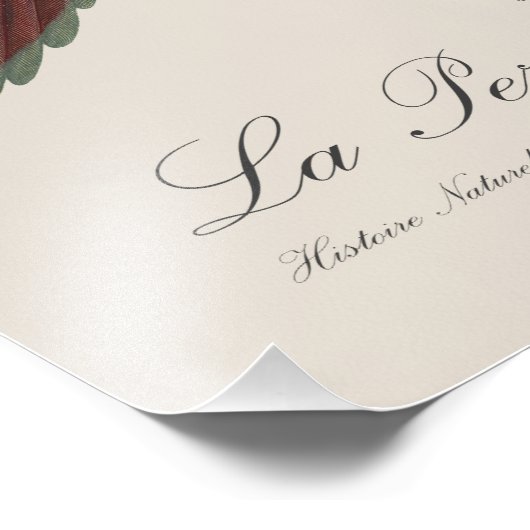 Le Perruche ecarlate Fotodruck (Ecke)