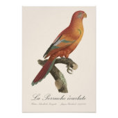 Le Perruche ecarlate Fotodruck (Vorne)