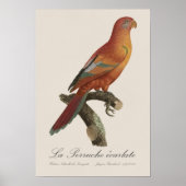 Le Perruche ecarlate Poster (Vorne)