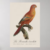 Le Perruche ecarlate Poster (Vorne)