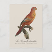 Le Perruche ecarlate Postkarte (Vorderseite)