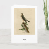 Le Petit Caporal (Merlin) Audubon Birds of America Karte (Rückseite)