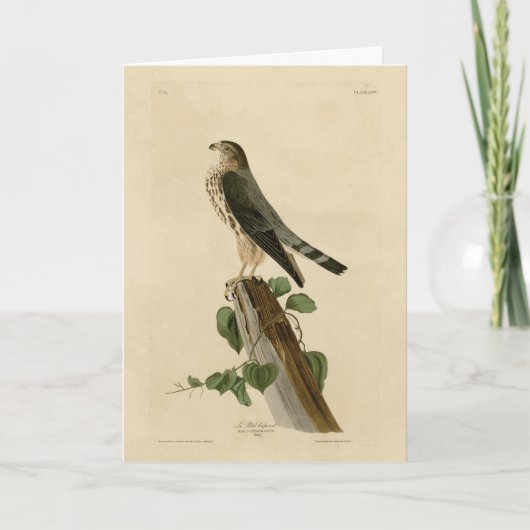 Le Petit Caporal (Merlin) Audubon Birds of America Karte (Vorderseite)