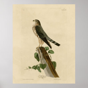 Le Petit Caporal (Merlin) Audubon Birds of America Poster