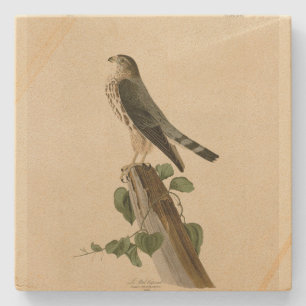 Le Petit Caporal (Merlin) Audubon Birds of America Steinuntersetzer