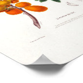 Le Prunier Du Chili Brasilianischer Pflaumenbaum B Poster (Ecke)