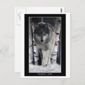 LEADER DER PACKUNG ~ Wolf Postkarten (Vorne/Hinten)