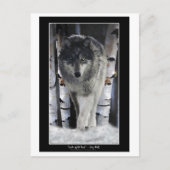 LEADER DER PACKUNG ~ Wolf Postkarten (Vorderseite)