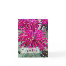 Leading Lady Razzberry Bee Balm Hot Pink Blume