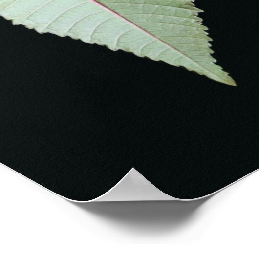 Leaf and Stem Poster (Ecke)