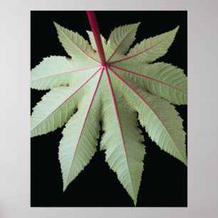 Leaf and Stem Poster