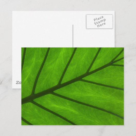 Leaf Closeup Postkarte (Vorne/Hinten)