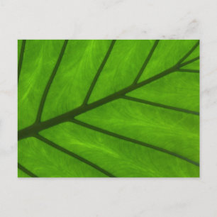 Leaf Closeup Postkarte