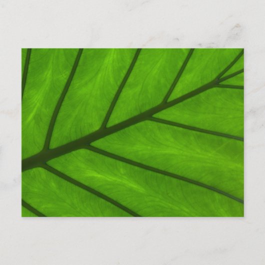 Leaf Closeup Postkarte (Vorderseite)