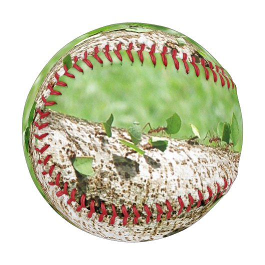 Leaf Cutter Ants in Costa Rica Baseball (Vorderseite Links)