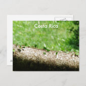 Leaf Cutter Ants in Costa Rica Postkarte (Vorne/Hinten)