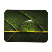 Leaf Droplets Magnet (Horizontal)