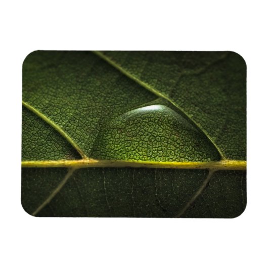 Leaf Droplets Magnet (Horizontal)