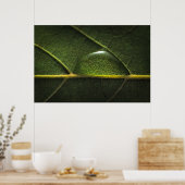 Leaf Droplets Poster (Küche)