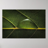 Leaf Droplets Poster (Vorne)