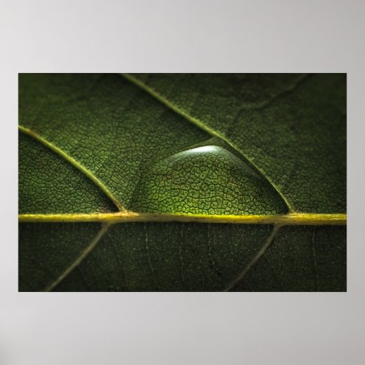 Leaf Droplets Poster (Vorne)