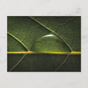 Leaf Droplets Postkarte