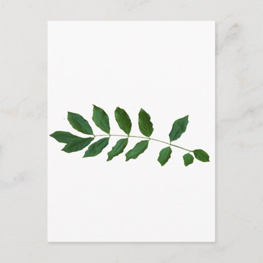 Leaf Fern Nature Party Pack Postkarte (Vorderseite)