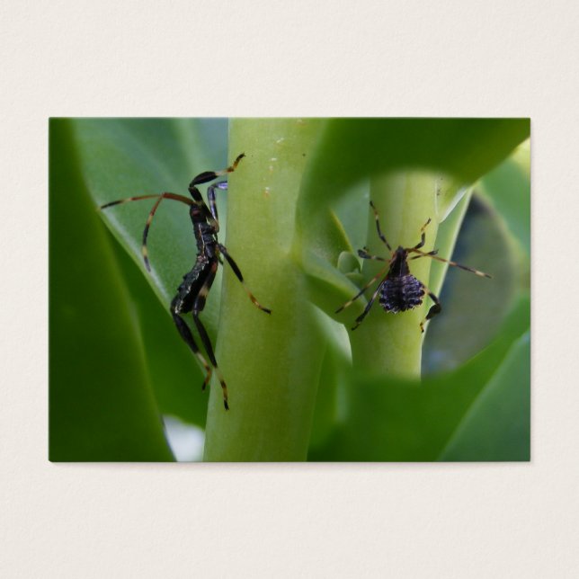 Leaf Footed Bug ~ ATC (Vorderseite)